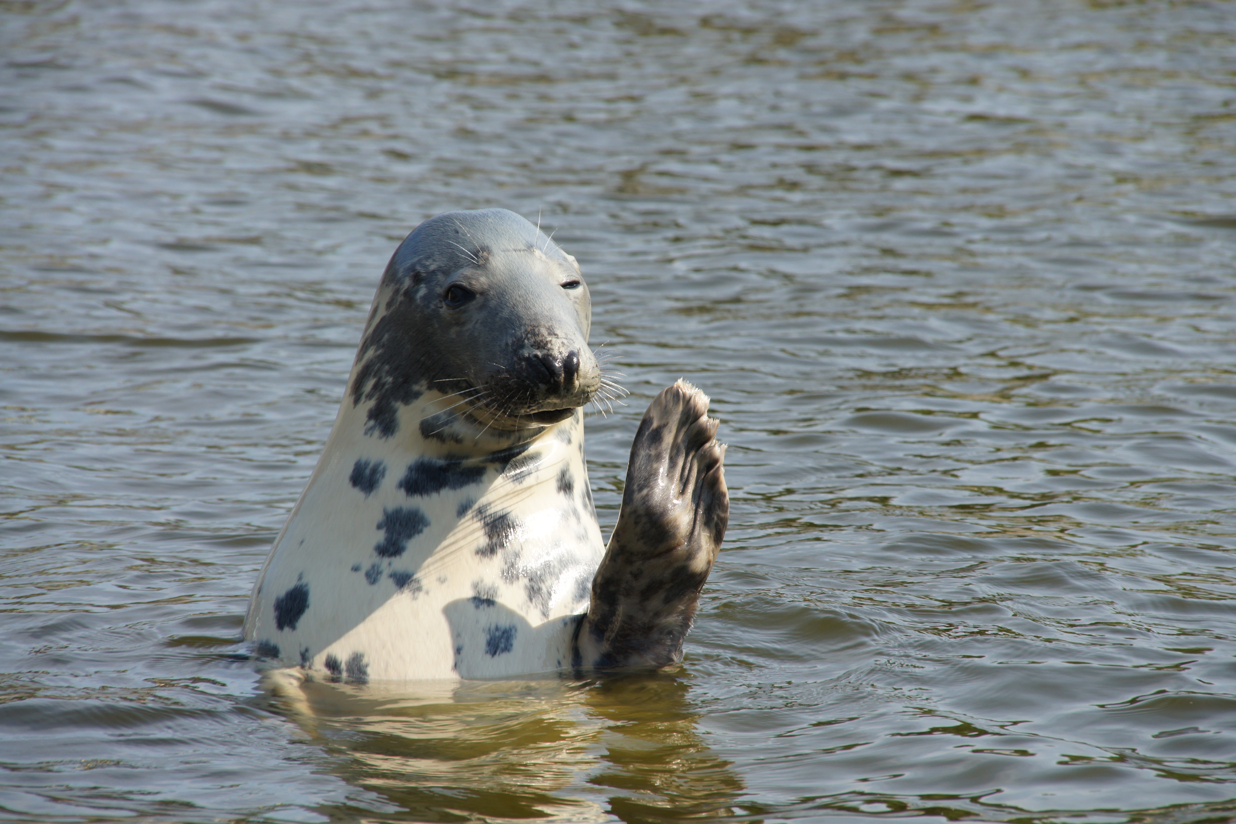 Some things to consider when observing a Seal Colony