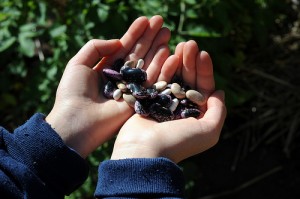 seed hands