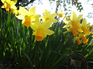 Daffodils North Wales