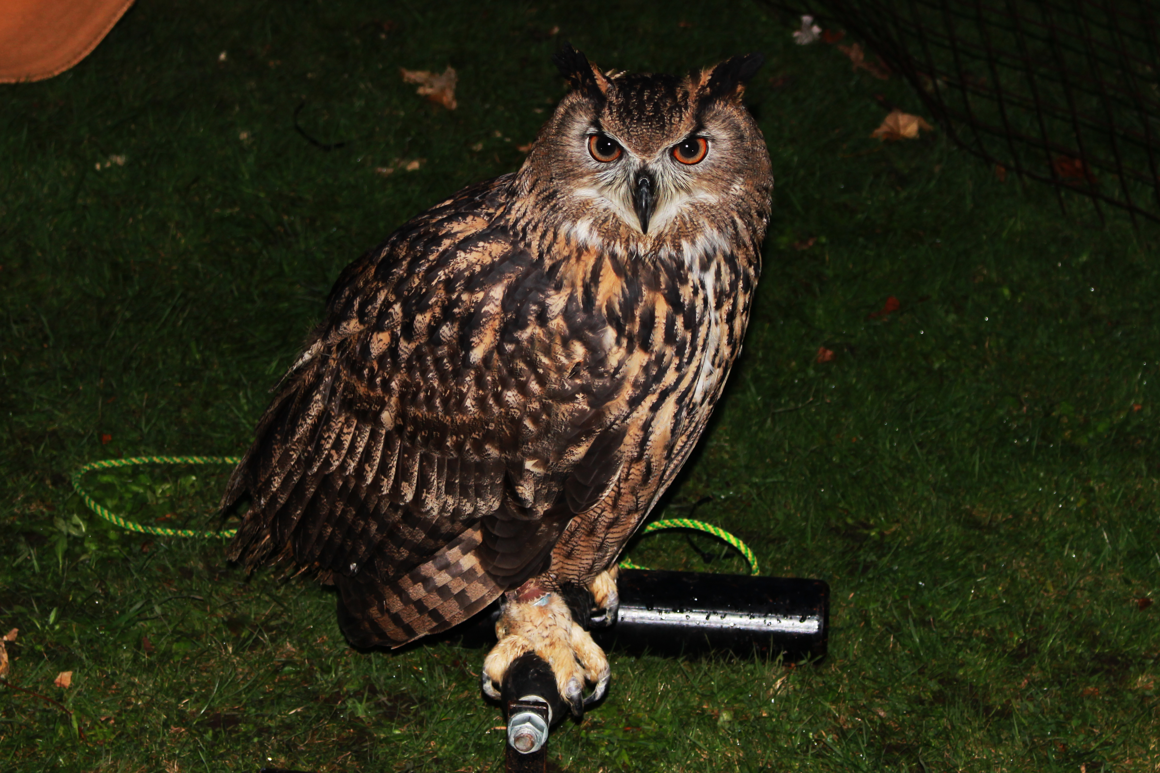 owl2